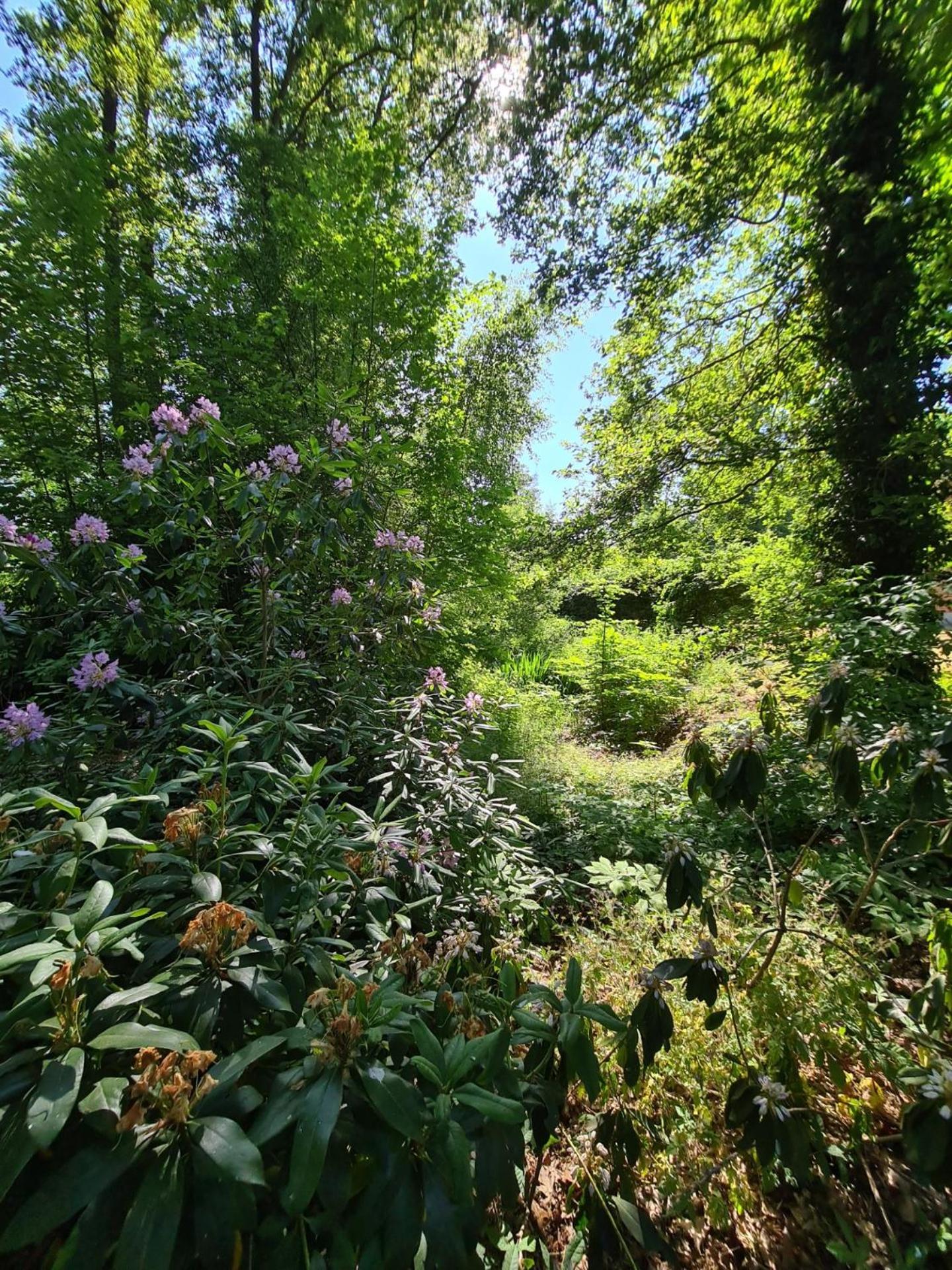 Bed and Breakfast Landgoed De Lavei Weleveld Zewnętrze zdjęcie